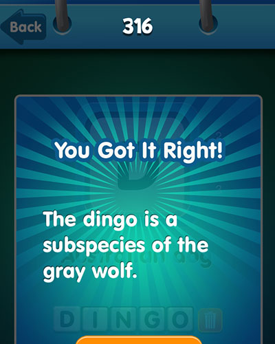  Dingo 