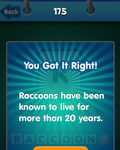  Raccoon 